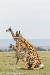 girafe Masai / Masai giraffe