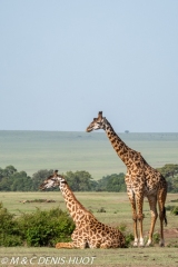 girafe Masai / Masai giraffe