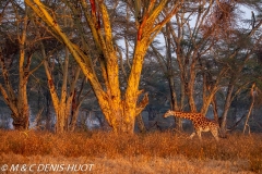 girafe de Baringo / Baringo giraffe