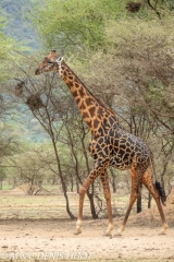 girafe Masai / Masai giraffe