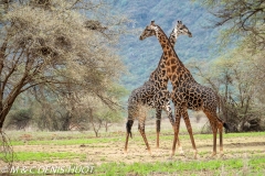 girafe Masai / Masai giraffe