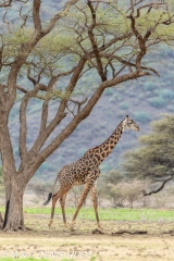 girafe Masai / Masai giraffe