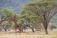 girafe Masai / Masai giraffe