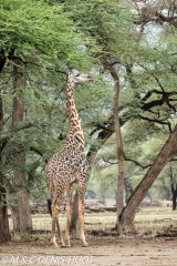 girafe Masai / Masai giraffe