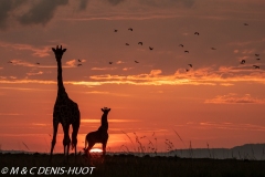 girafe Masai / Masai giraffe