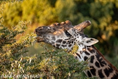 girafe Masai / Masai giraffe