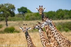 girafe Masai / Masai giraffe