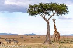 girafe Masai / Masai giraffe