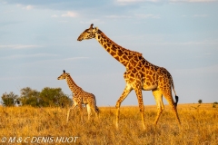 girafe Masai / Masai giraffe