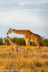 girafe Masai / Masai giraffe