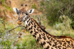 girafe Masai / Masai giraffe