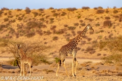 girafe Masai / Masai giraffe