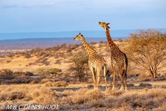 girafe Masai / Masai giraffe