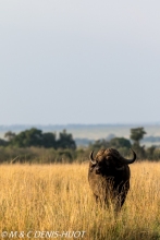 buffle d'Afrique / african buffalo