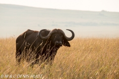 buffle d'Afrique / african buffalo