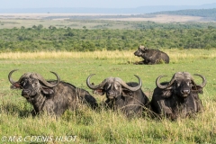 buffle d'Afrique / african buffalo