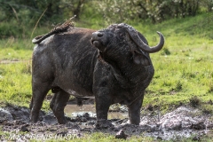 buffle d'Afrique / african buffalo