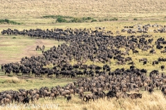 migration des gnous / wildebeest migration