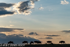 migration des gnous / wildebeest migration