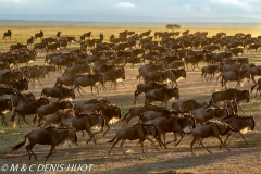 migration des gnous / wildebeest migration