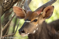 nyala