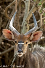 nyala