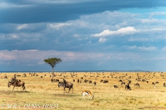 migration des gnous / wildebeest migration