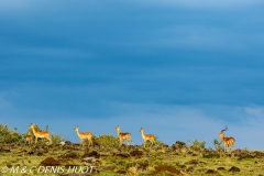 Impala