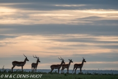 Impala