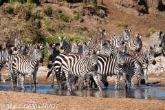 zèbre de Grant / Grant's zebra