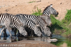 zèbre de Grant / Grant's zebra