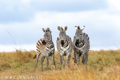 zèbre de Grant / Grant's zebra