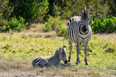 zèbre de Grant / Grant's zebra