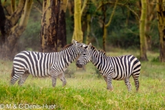 zèbre de Grant / Grant's zebra