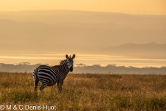 zèbre de Grant / Grant's zebra