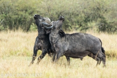 buffle d'Afrique / african buffalo