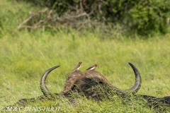 buffle d'Afrique / african buffalo