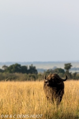 buffle d'Afrique / african buffalo