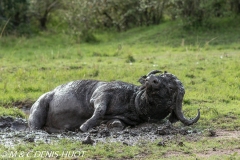 buffle d'Afrique / african buffalo