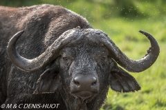 buffle d'Afrique / african buffalo