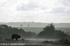 buffle d'Afrique / african buffalo