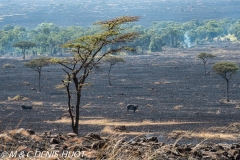 buffle d'Afrique / african buffalo