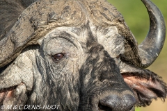 buffle d'Afrique / african buffalo