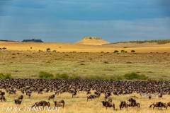 migration des gnous / wildebeest migration