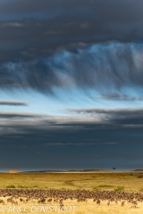 migration des gnous / wildebeest migration