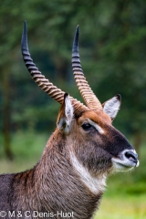 cobe defassa / waterbuck