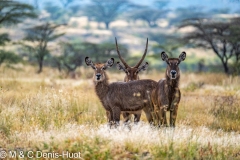 cobe defassa / waterbuck