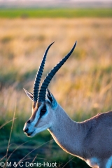 Grant's gazella