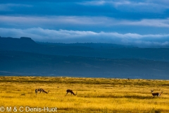 gazelle de Grant / Grant's gazella