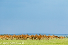 Impala